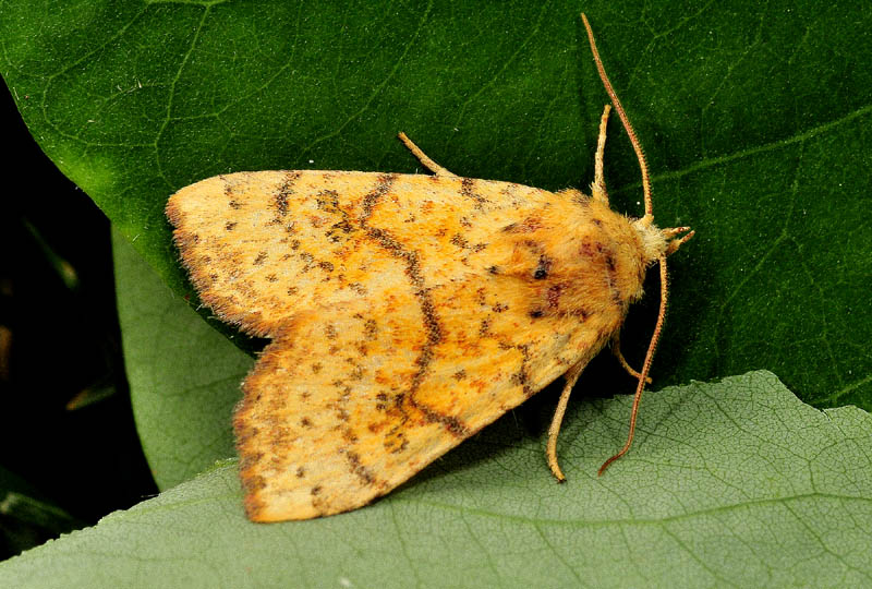 Noctudae  dalle tinte calde e luminose